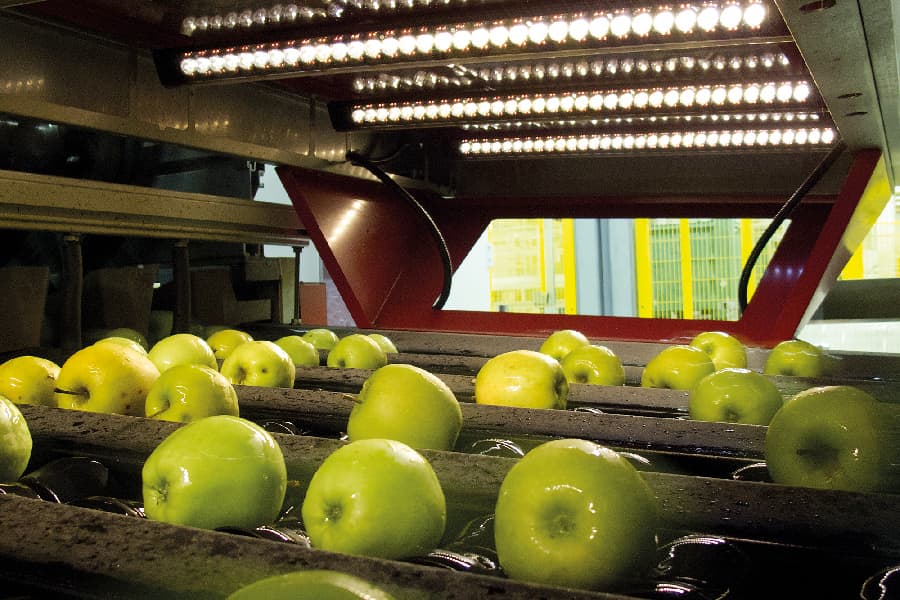 apple grading machine green