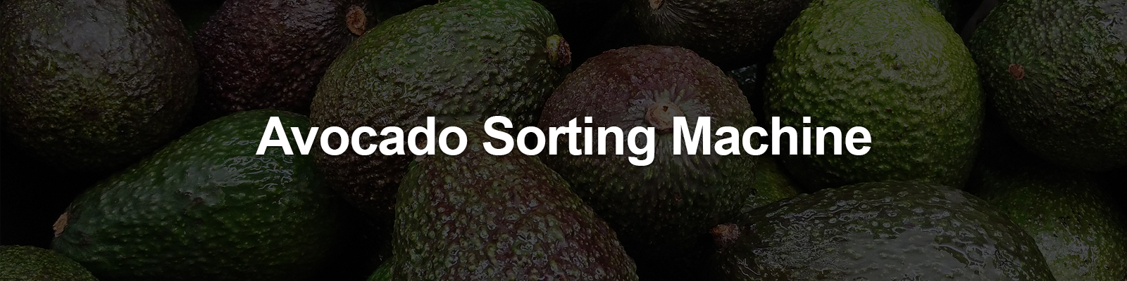 avocado sorting machine