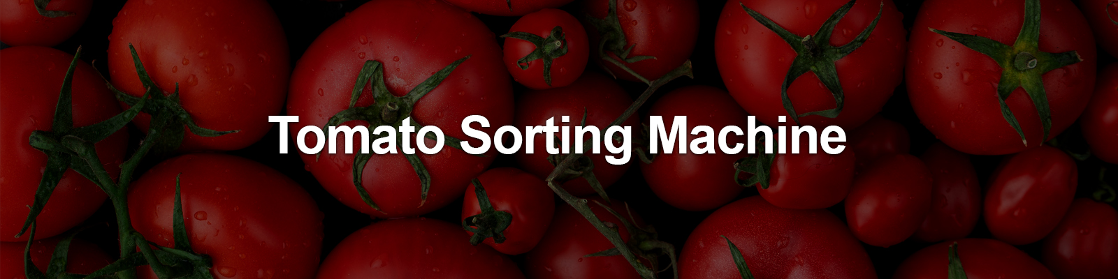 tomato sorting machine